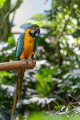 blue and gold macaw gets a close up while perched on a tree in the jungle