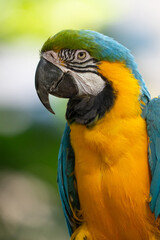 blue and gold macaw gets a close up while perched on a tree in the jungle