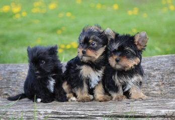 Three adorable Yorkshire Terrier puppies sitting on a wooden log in a sunny meadow with yellow flowers in the background.