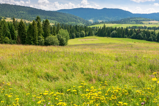 countryside landscape with grass field in summer. beautiful view of mountain under the sky with clouds in the background