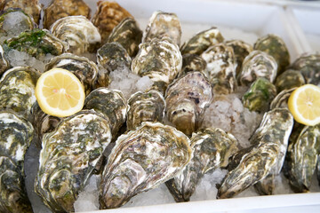Fresh oysters on ice with lemon slices ready for seafood lovers at a gourmet restaurant display