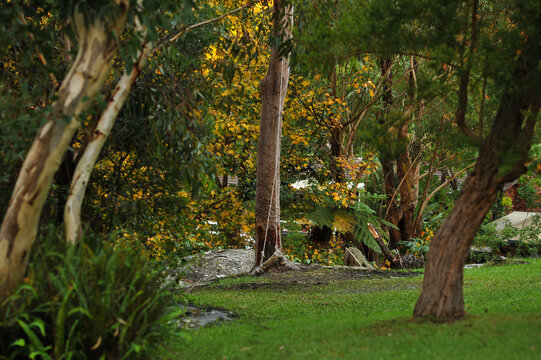 Giant swing in the bush