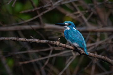Small Blue Kingfisher on a branch waiting for small fish