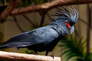 black cockatoo close up in natural environment