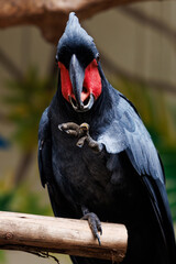 black cockatoo close up in natural environment