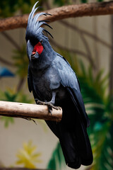 black cockatoo close up in natural environment