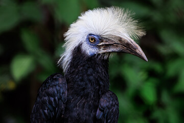 African White-crested Hornbill close up