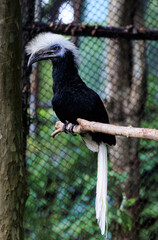African White-crested Hornbill close up