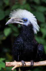 African White-crested Hornbill close up