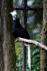 African White-crested Hornbill close up
