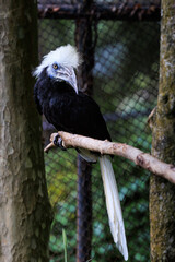 African White-crested Hornbill close up