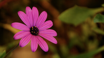 Obraz premium A vibrant purple Osteospermum (African Daisy) with a dark center, captured in close-up against a softly blurred natural background, showcasing its delicate beauty.