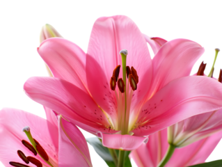 Close up of a vibrant pink lily flower with stamen and pistil isolated on transparent background