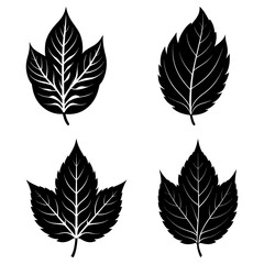 Obraz premium Four stylized black leaves with prominent veins arranged on a white background in a square pattern