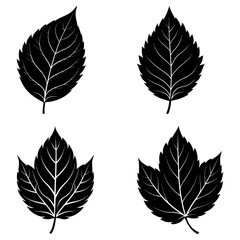 Obraz premium Four black and white leaf illustrations with detailed vein patterns and varying leaf shapes displayed together