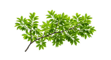 Delicate Green Ash Branch Fresh Foliage Isolated on White, Evoking Nature's Beauty and a Sense of Serenity, Ideal for Ecological or Environmental Designs
