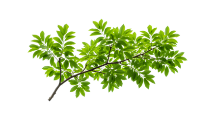 Delicate Green Ash Branch Fresh Foliage Isolated on White, Evoking Nature's Beauty and a Sense of Serenity, Ideal for Ecological or Environmental Designs