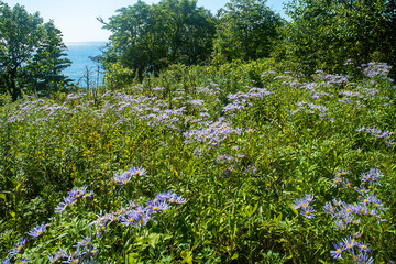 Fototapeta premium Probably Eastern starwort (Aster amellus ssp.) meadows on the slopes of the Sakhalin mountains, the coast of the Sea of Japan
