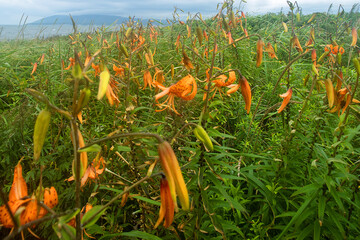 Martagon lily Lilium debile is a herbaceous plant of the lily family, native to the Russian Far East. The coast meadow of the Sea of Japan, Sakhalin