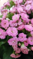 Close up of a cluster of light pink kalanchoe flowers with green leaves in soft focus background