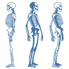 
a group of skeletons in different poses