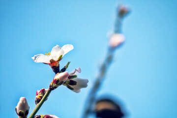 Early spring. The beginning of flowering of primroses and wild almond trees (Prunus dulcis). Flower...