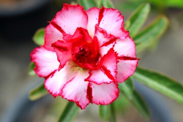 Close-up of desert rose flower with red and white ruffled petals, top view of blooming adenium in...