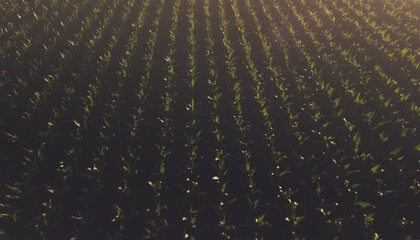 Fototapeta premium The background above the morning corn field is lit by the summer sun.