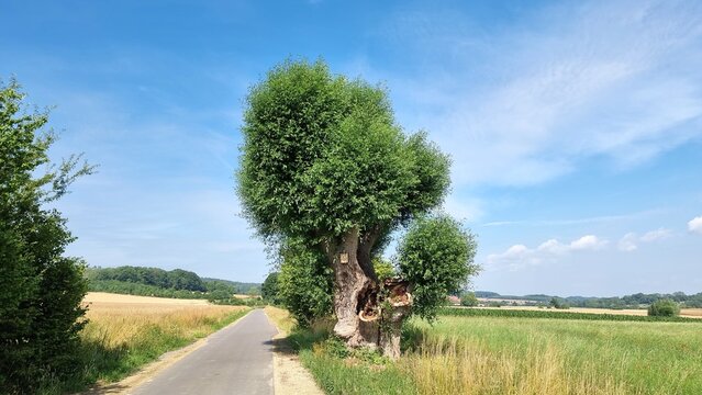 silver willow, salix alba tree in the field