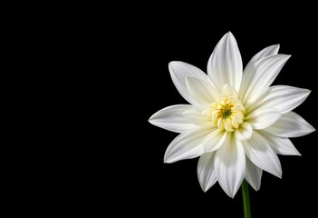 Obraz premium A pristine white dahlia, petals unfurling, isolated against a deep black backdrop, floral, design