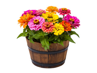 Colorful zinnias in a wooden bucket isolated on transparent background