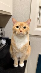 pluffy cats portrait HD image, Fort Worth, Texas, USA