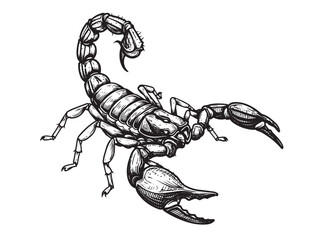 Engraved scorpion with tail arched and pincers ready to strike in bold vintage detail