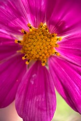 Pink cosmos (Mexican aster) flower macro photo 