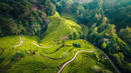 rice terraces in china