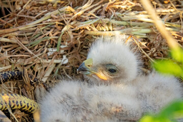 Long-legged buzzard (Buteo rufinus) nestlings are 5 days old, elder's eyes are open. White chicks...