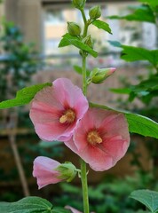 Common rose stock (Alcea rosea) or mallow or marshmallow. beautiful botanical shot, natural wallpaper, close-up