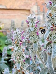 Lamb's ear plant - Stachys Byzantina - silver wolly leaves and purple violet in the medicinal garden. Stachys byzantina in the garden.