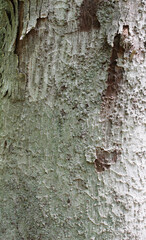 Closeup texture of natural tree bark background. Rough surface of trunk.