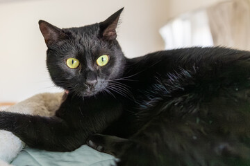 黒猫