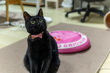 黒猫