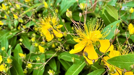Vibrant Yellow Chinese Hypericum (Hypericum monogynum or Biyouyanagi) Flowers with Long Stamens Blooming in a Lush Summer Garden, Close Up