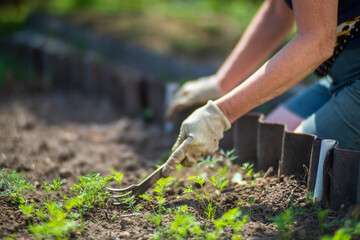 Gardener tending young plants in vegetable garden using hand tool. Organic farming, soil care, and...