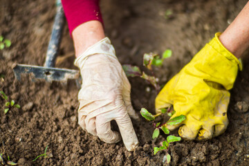 Gardener tending young plants in vegetable garden using hand tool. Organic farming, soil care, and...
