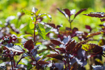 Close-up of purple basil leaves growing in the garden. Fresh aromatic herb with glossy foliage. Organic gardening and culinary herb concept