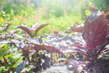 Close-up of purple basil leaves growing in the garden. Fresh aromatic herb with glossy foliage....