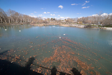 Beautiful view of the tranquil river in Aranjuez, Spain surrounded by bare trees and floating...