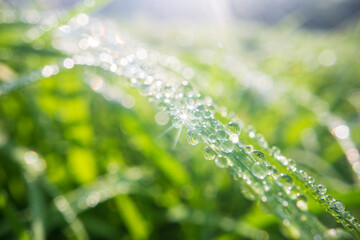 Close-up of fresh green grass with dew drops in soft morning sunlight. Natural summer background for eco, nature, or garden-themed designs