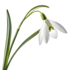 Fototapeta premium Delicate white snowdrop flower with green leaves isolated on transparent background