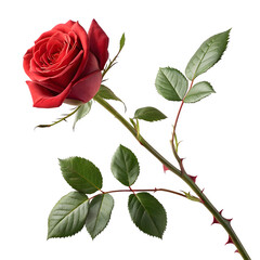 A single red rose with green leaves and thorns isolated on transparent background